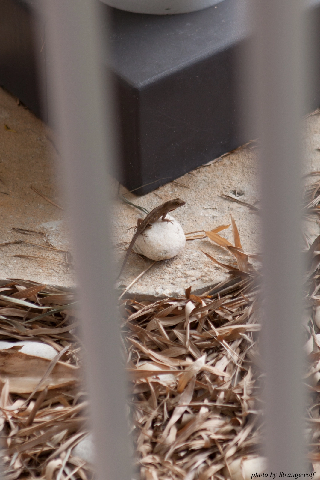 full image IMG_8277-lr16t.jpg