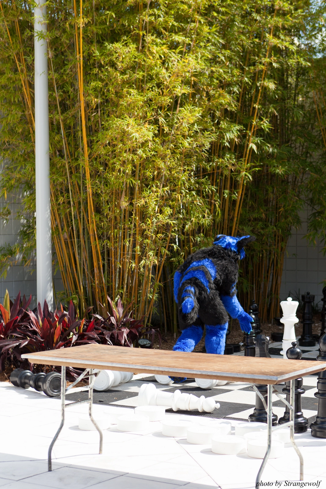 full image IMG_8257-lr16t.jpg