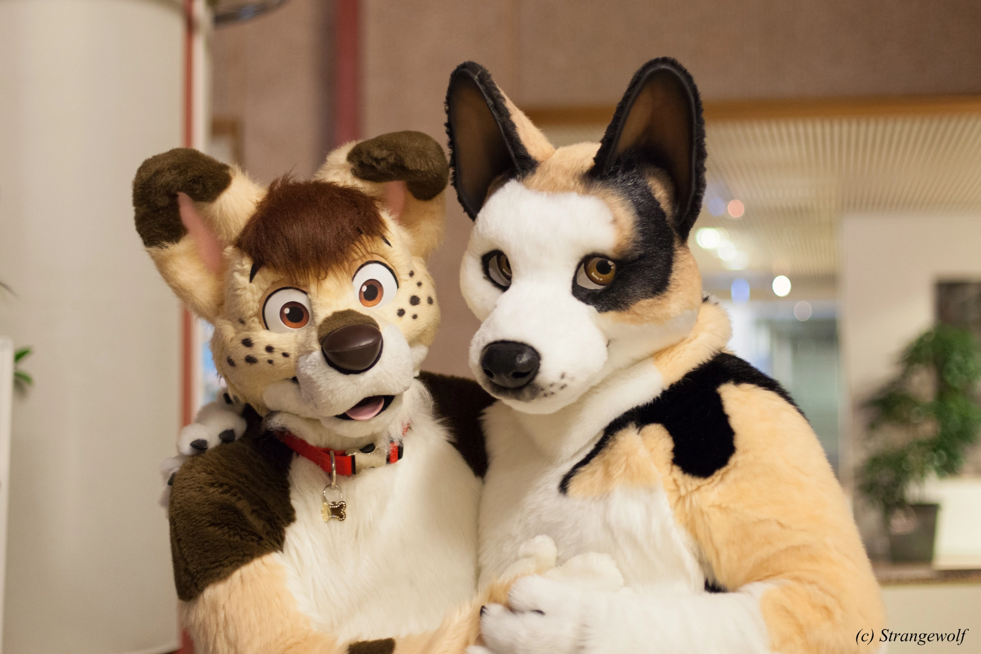 full image IMG_0894-lr19t.jpg