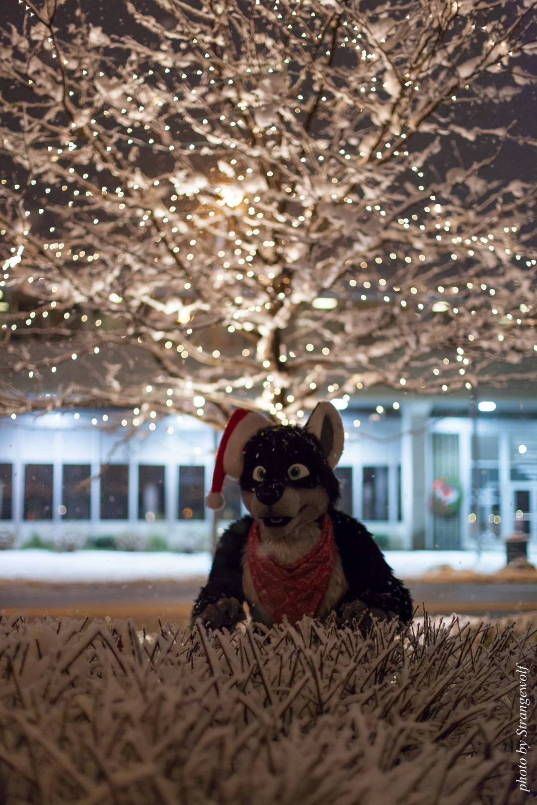 full image IMG_0839-lr16t.jpg