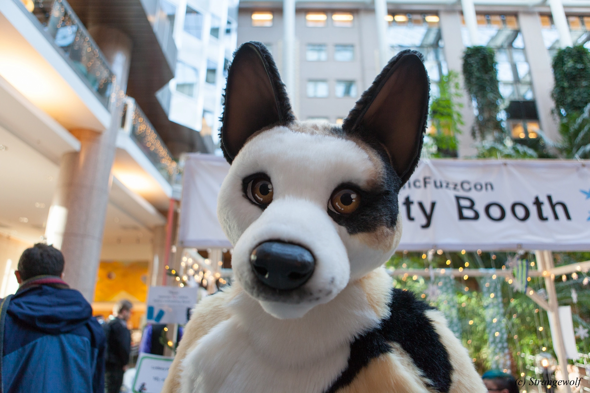 full image IMG_8750-lr19t.jpg