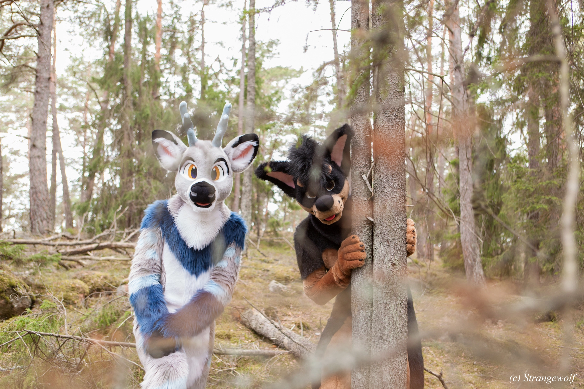 full image IMG_8543-lr19t.jpg