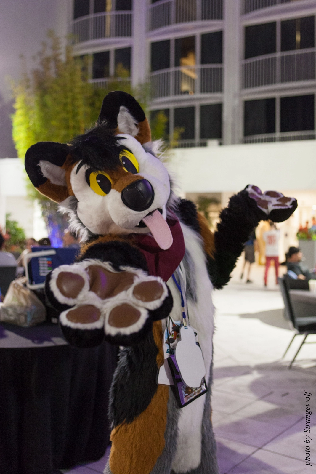 full image IMG_8531-lr16t.jpg