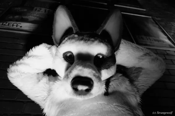 1R3A2652-lr19t.jpg of Furstrike/Furstrike 2022/