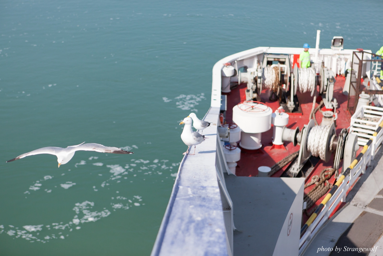 full image IMG_7118-lr16t.jpg