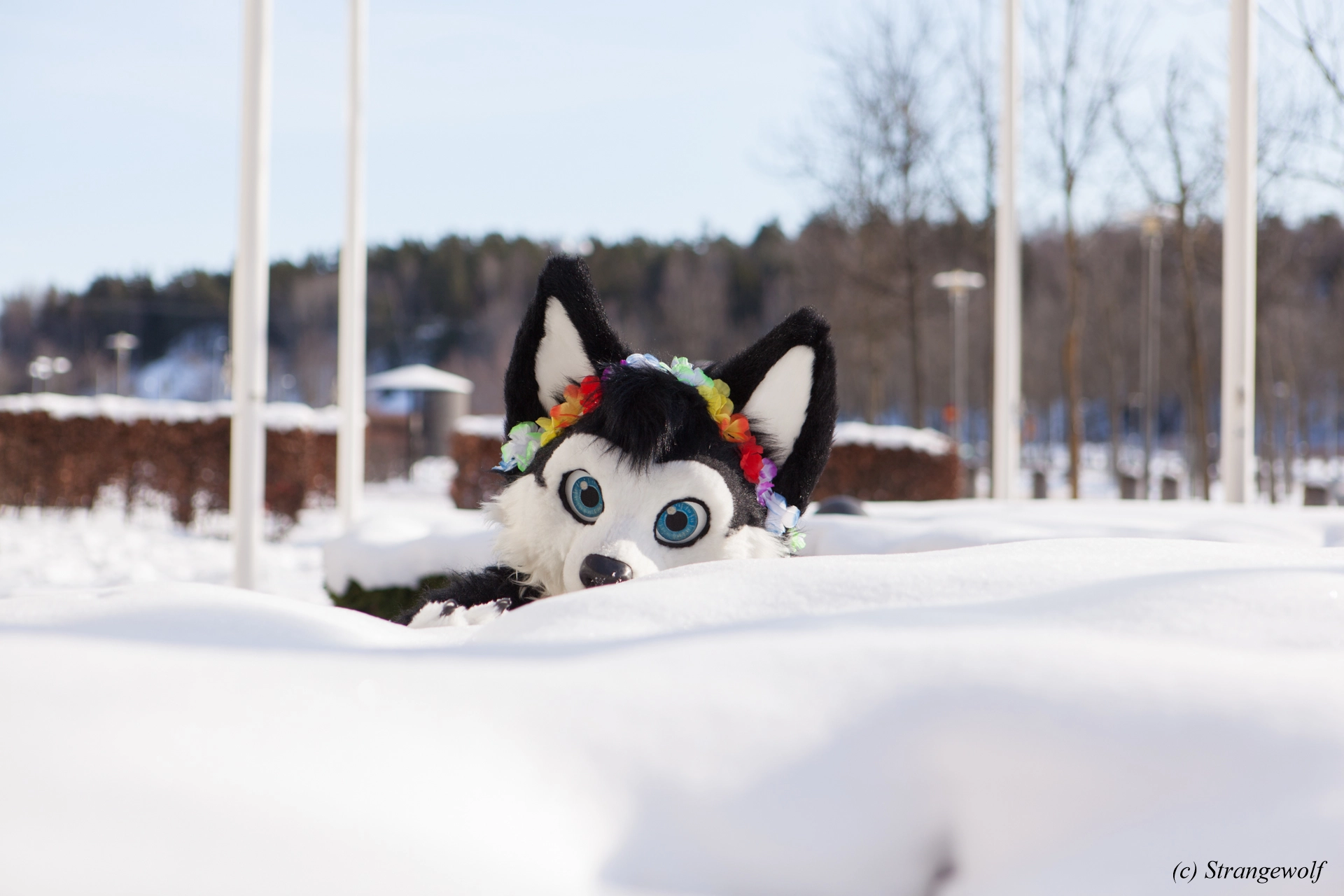 full image IMG_9808-lr19t.jpg