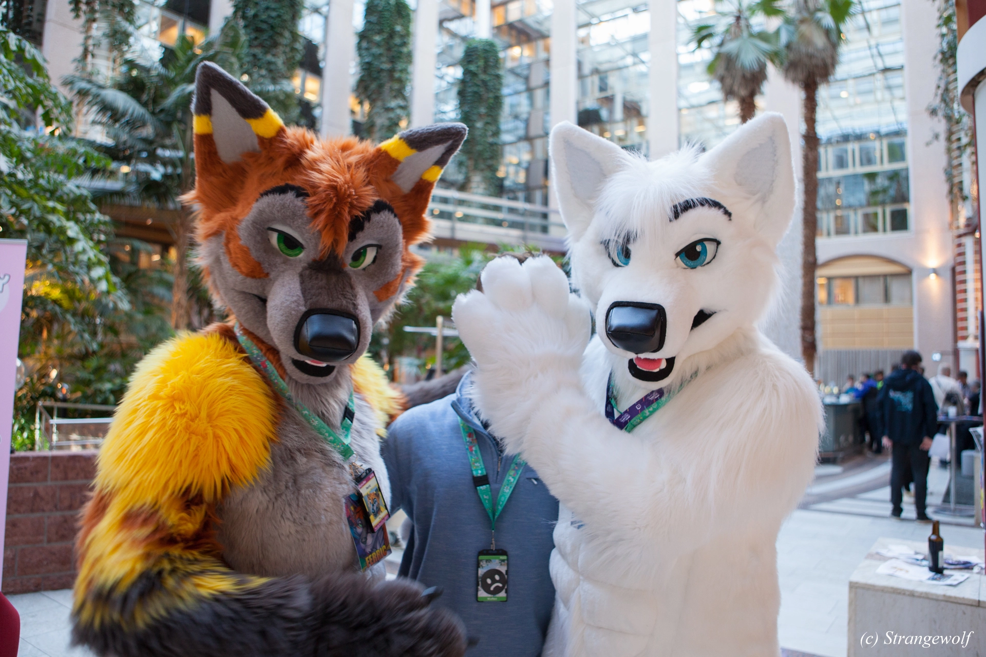 full image IMG_8740-lr19t.jpg