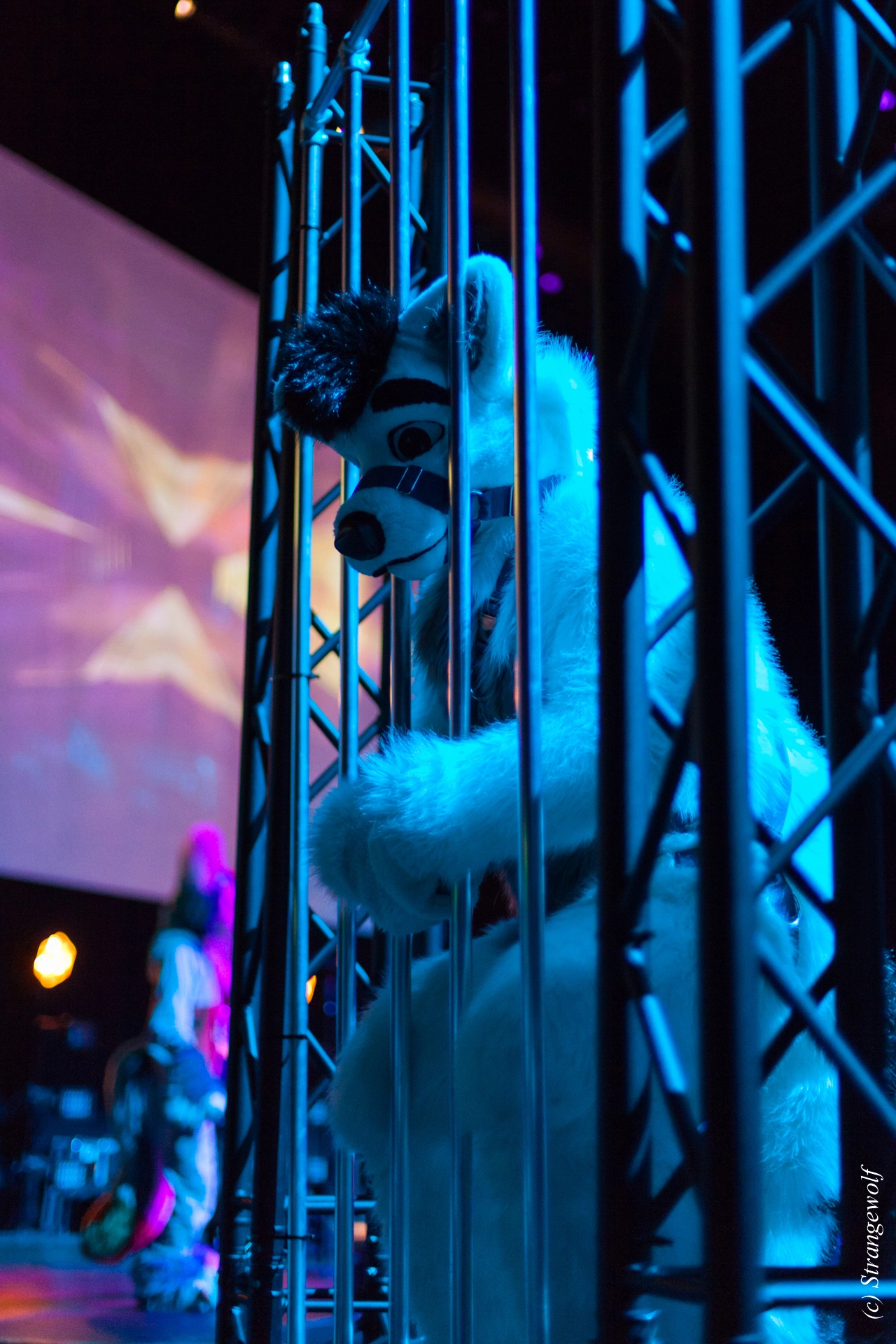 full image IMG_9241-lr19t.jpg