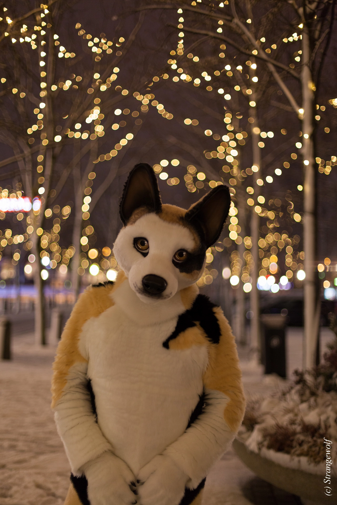 full image IMG_9921-lr19t.jpg