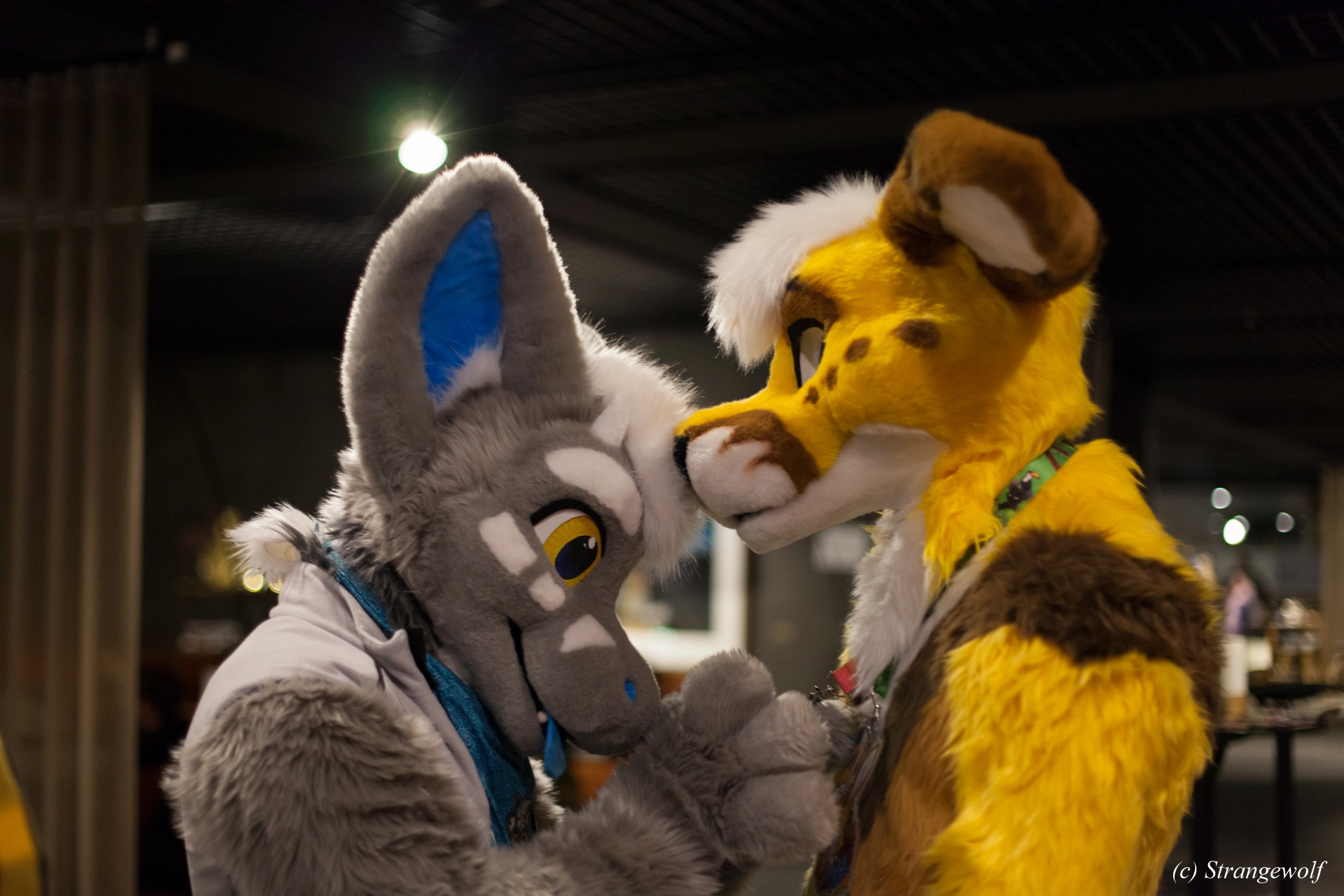 full image IMG_9170-lr19t.jpg