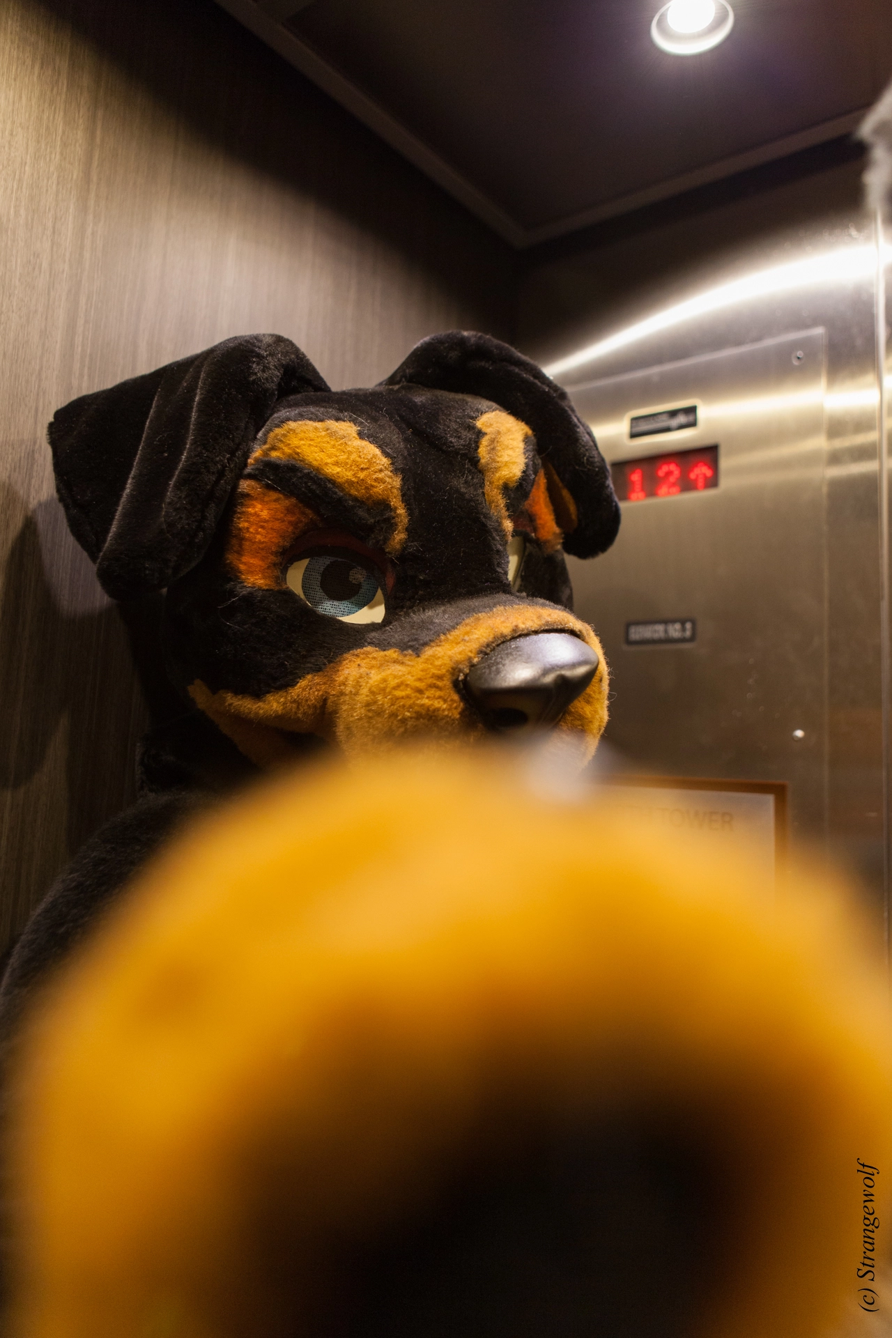 full image IMG_4169-lr19t.jpg