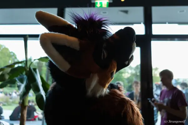 1R3A9374-lr19t.jpg of EF/EF29/