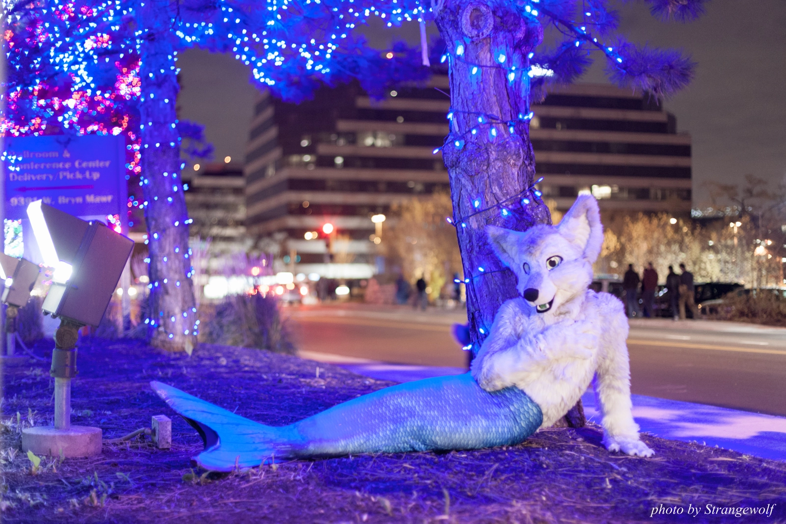 full image IMG_0777-lr16t.jpg