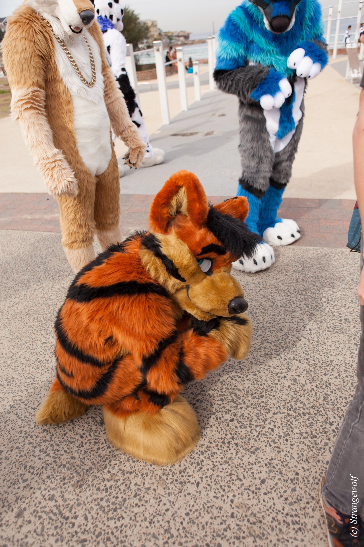 full image IMG_4399-lr19t.jpg