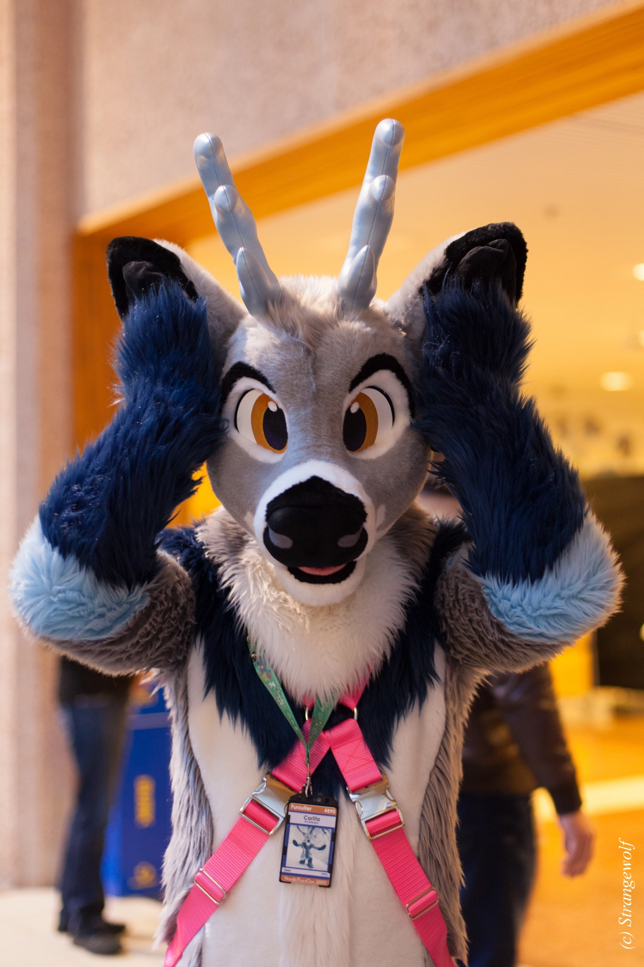 full image IMG_9603-lr19t.jpg