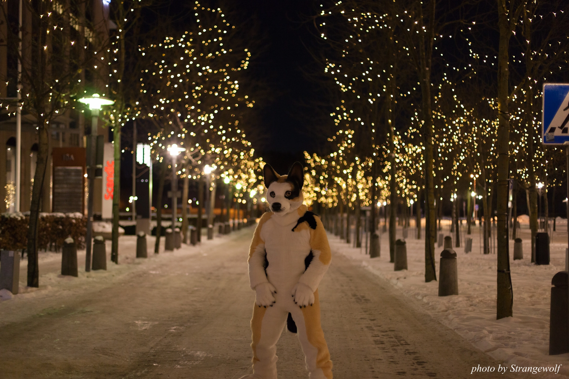 full image IMG_9264-lr19t.jpg