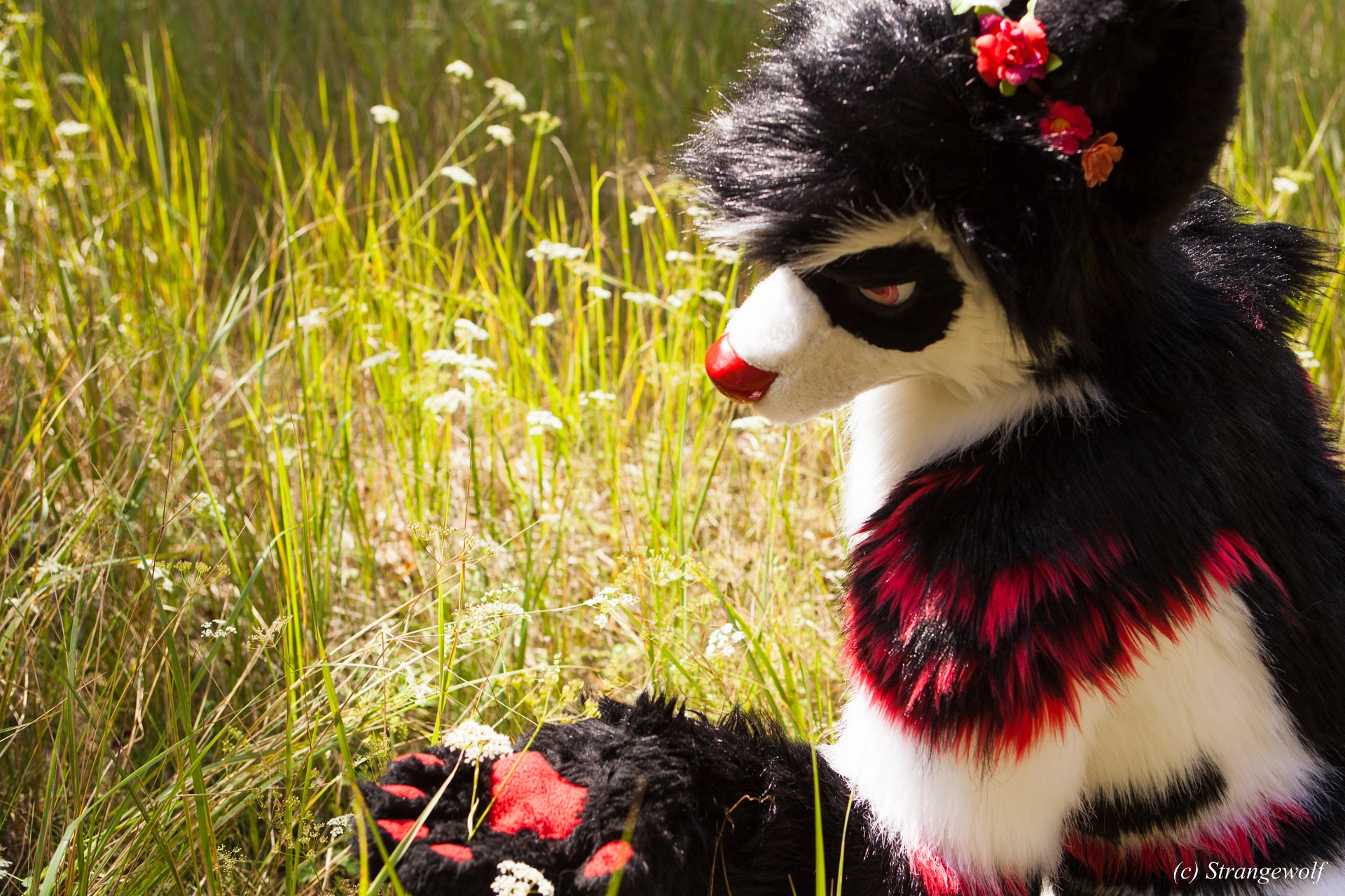 full image IMG_6235-lr19t.jpg