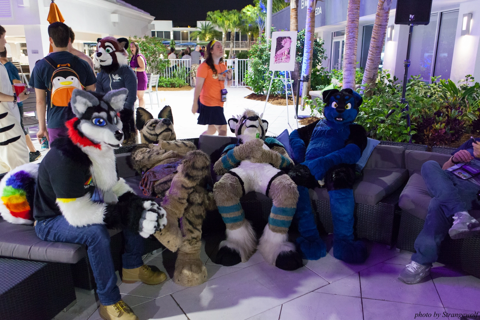 full image IMG_8638-lr16t.jpg