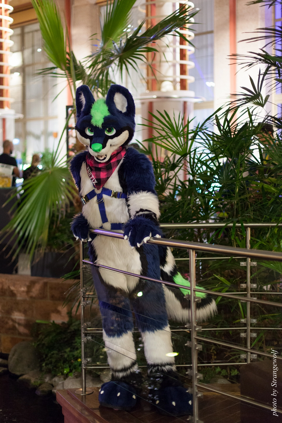 full image IMG_1856-lr16t.jpg