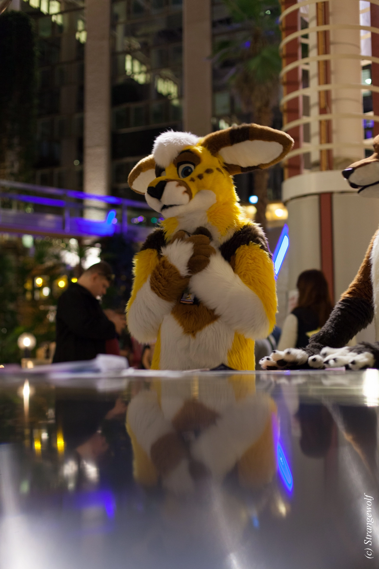 full image IMG_9087-lr19t.jpg