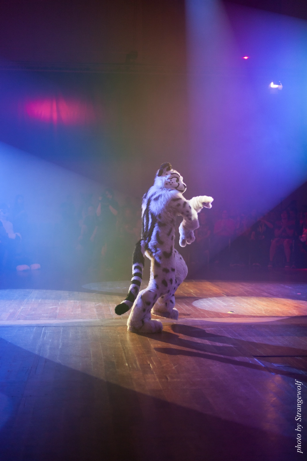 full image IMG_2564-lr16t.jpg