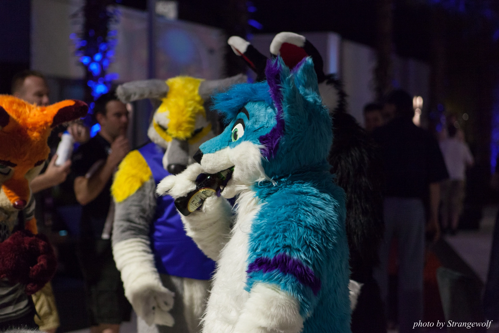 full image IMG_8601-lr16t.jpg