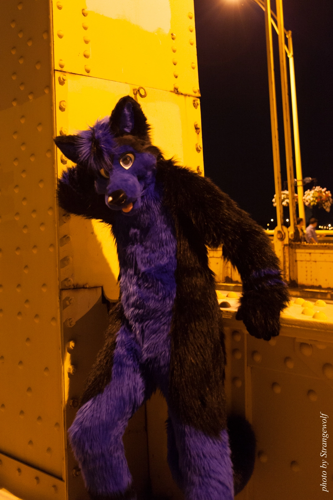 full image IMG_8498-lr16t.jpg