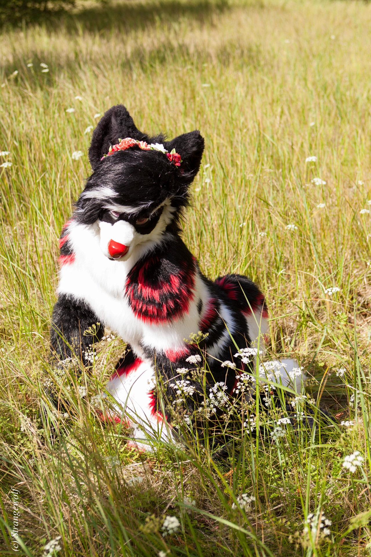 full image IMG_6230-lr19t.jpg