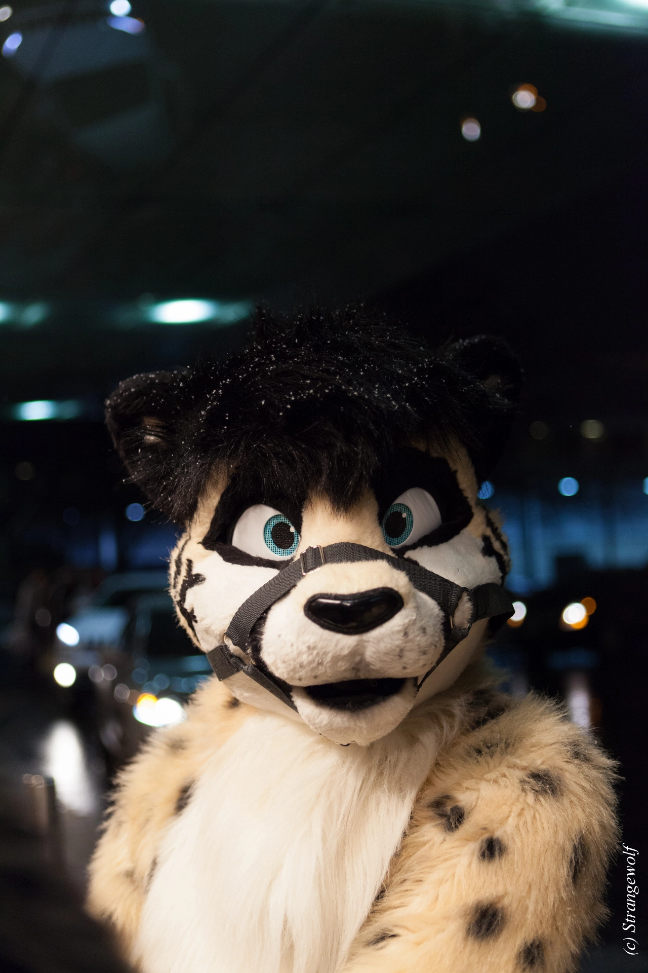full image IMG_6843-lr19t.jpg