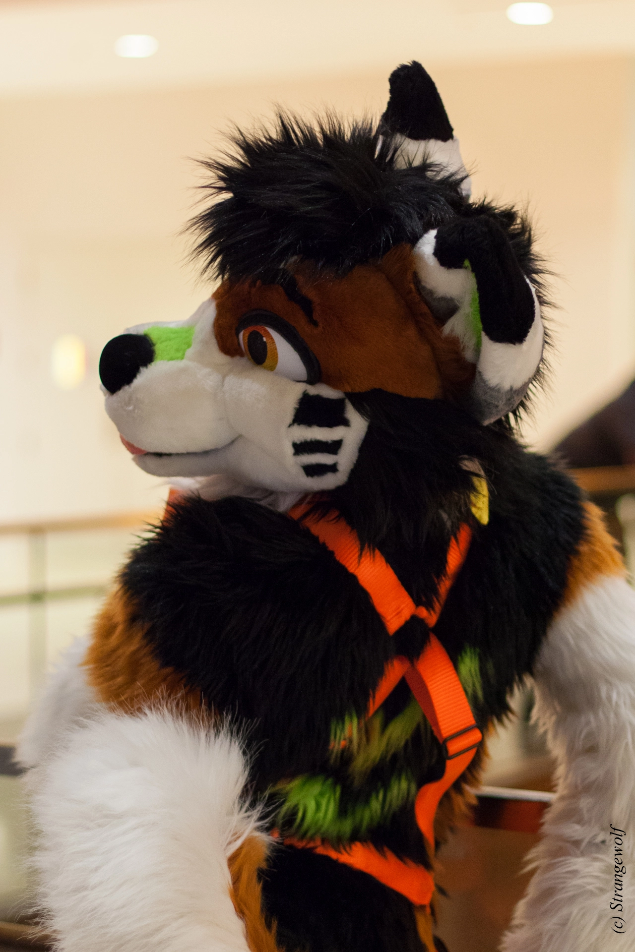 full image IMG_0906-lr19t.jpg