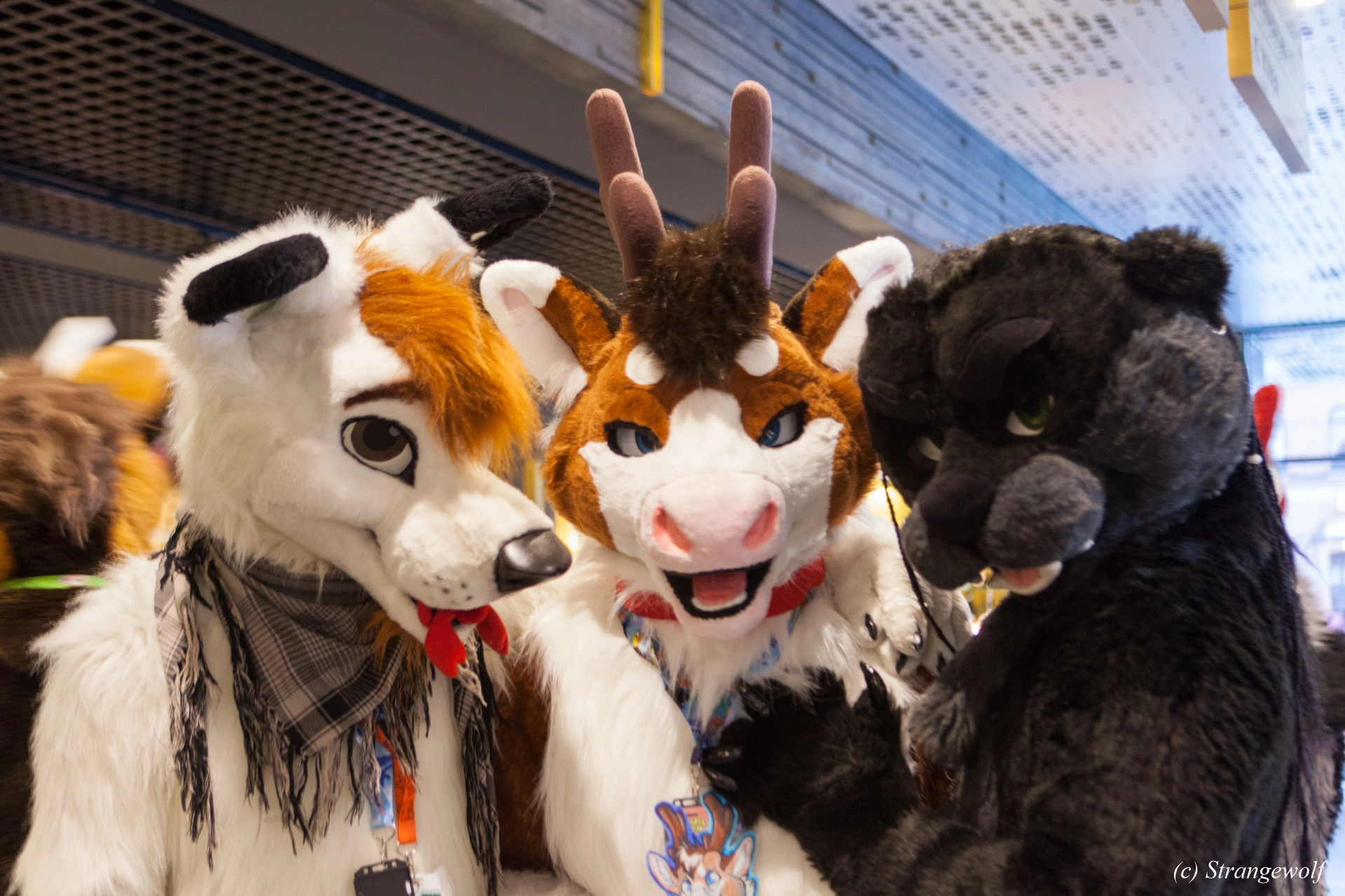 full image IMG_9072-lr19t.jpg