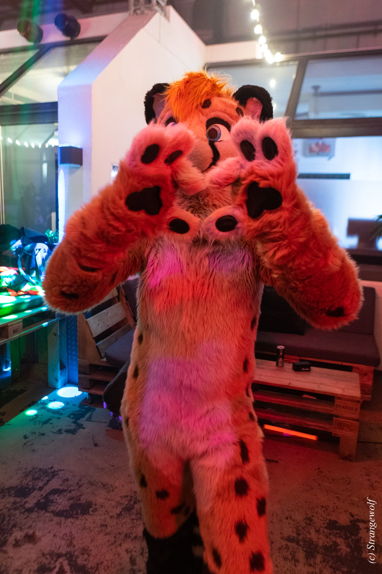 full image 1R3A3334-lr19t.jpg