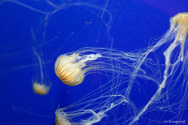 IMG_2178-lr19t.jpg of FWA/FWA2018/