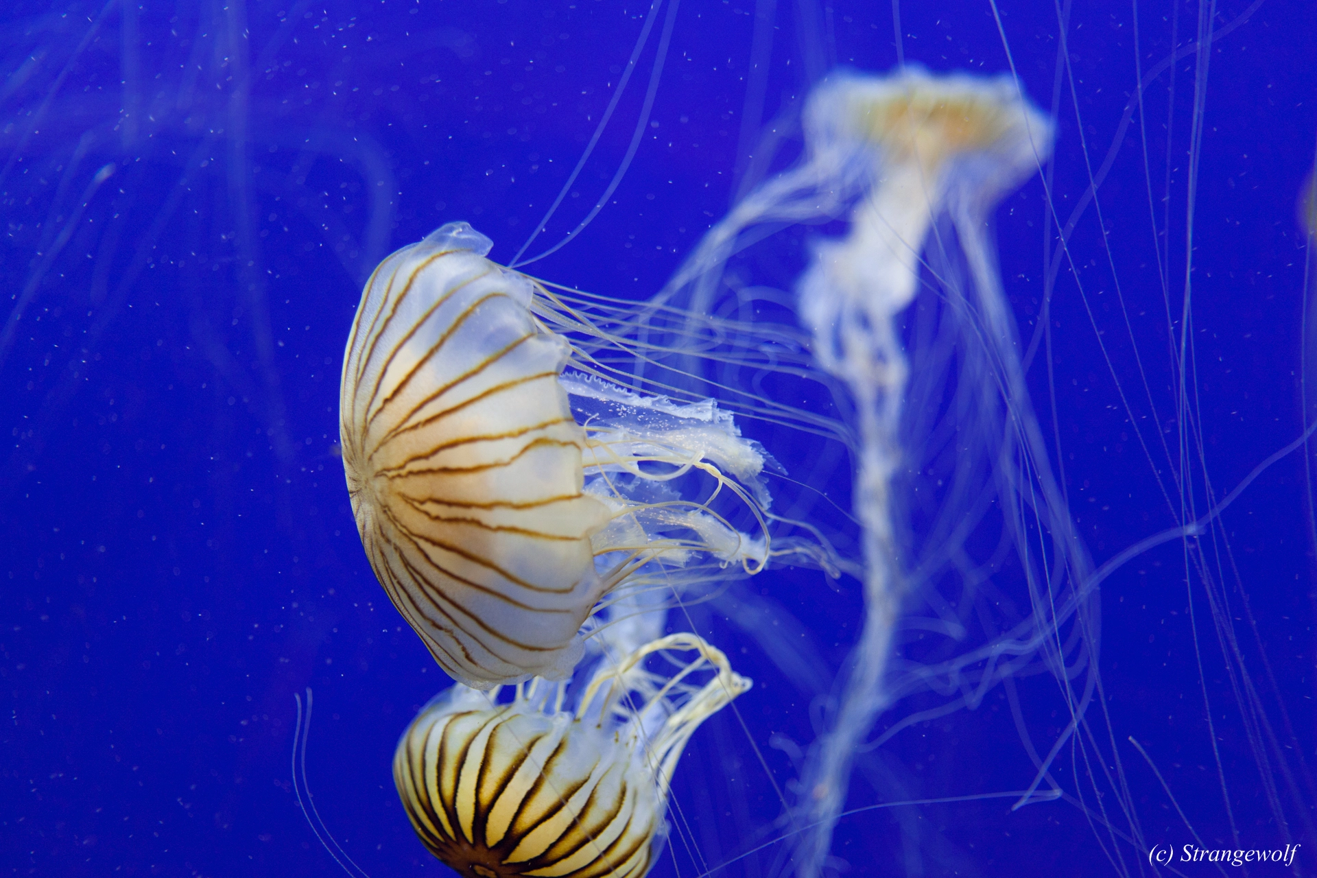 full image IMG_2177-lr19t.jpg