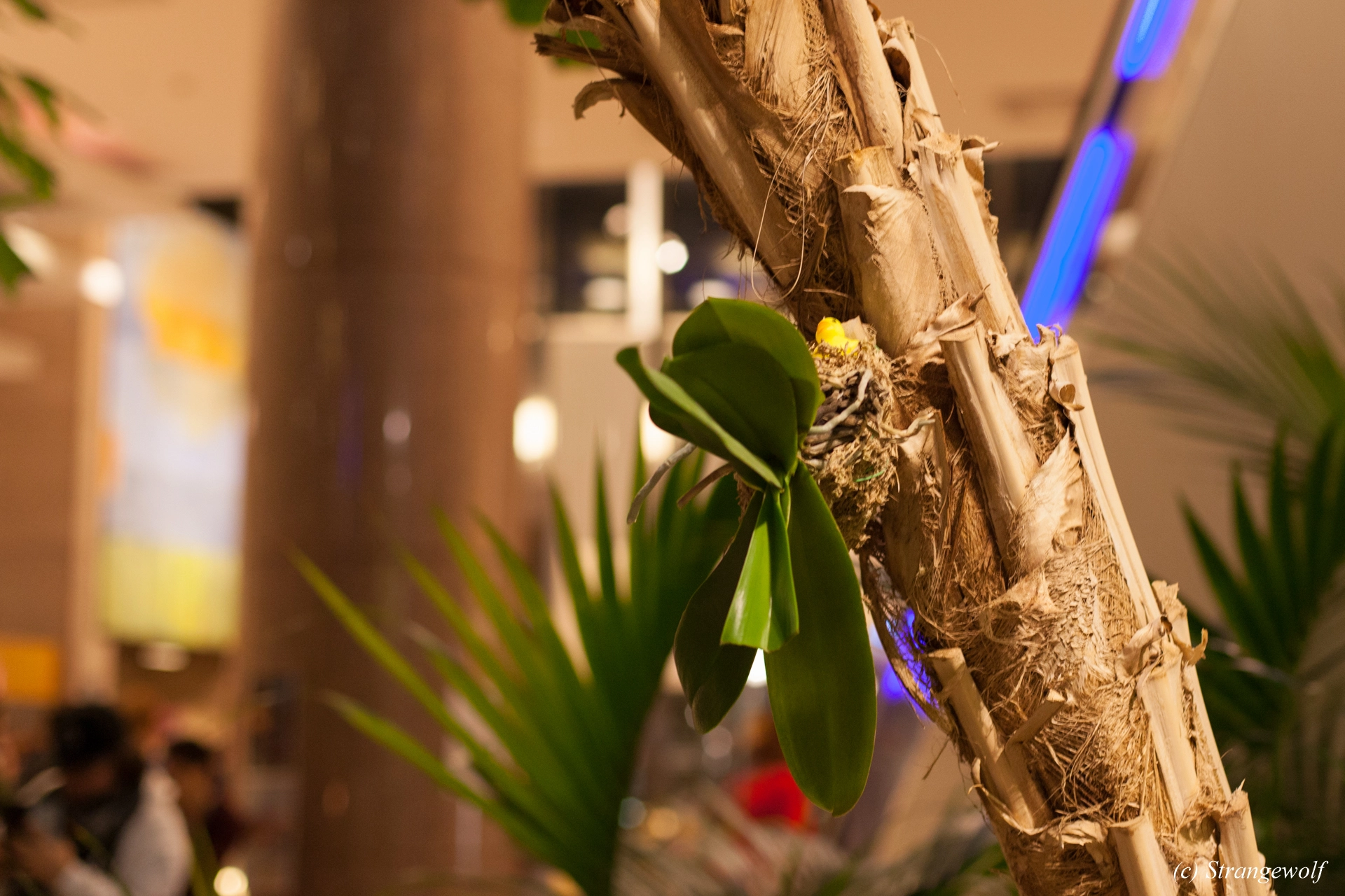 full image IMG_9059-lr19t.jpg