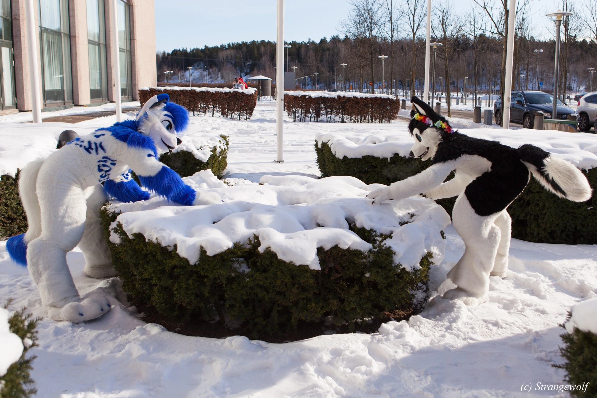 full image IMG_9818-lr19t.jpg