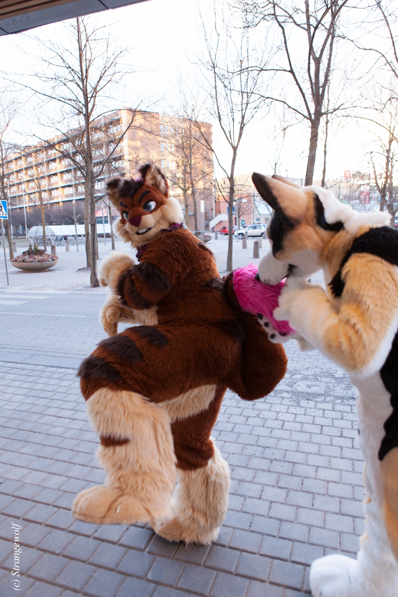 full image IMG_8877-lr19t.jpg