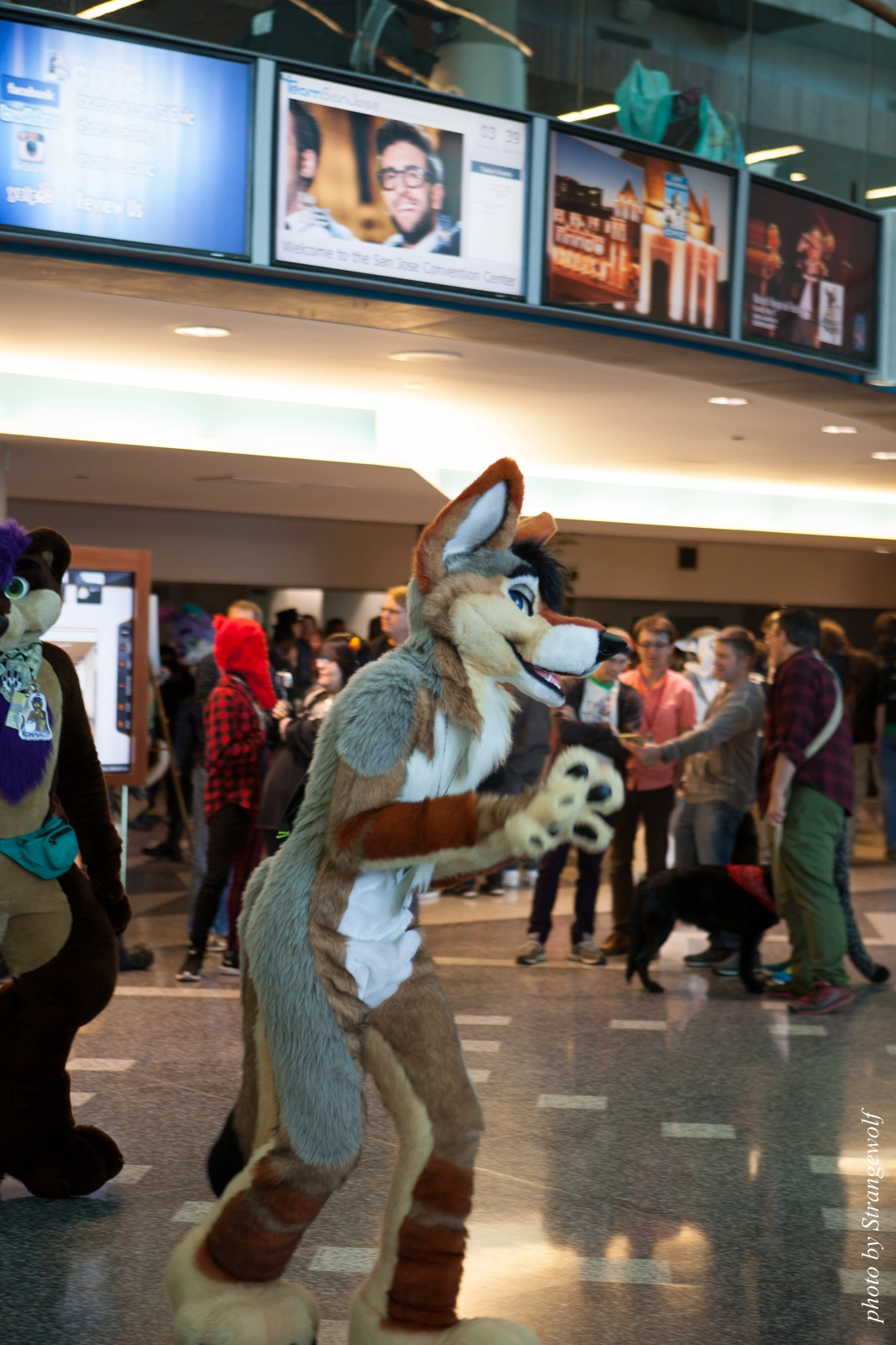 full image IMG_1063-lr16t.jpg