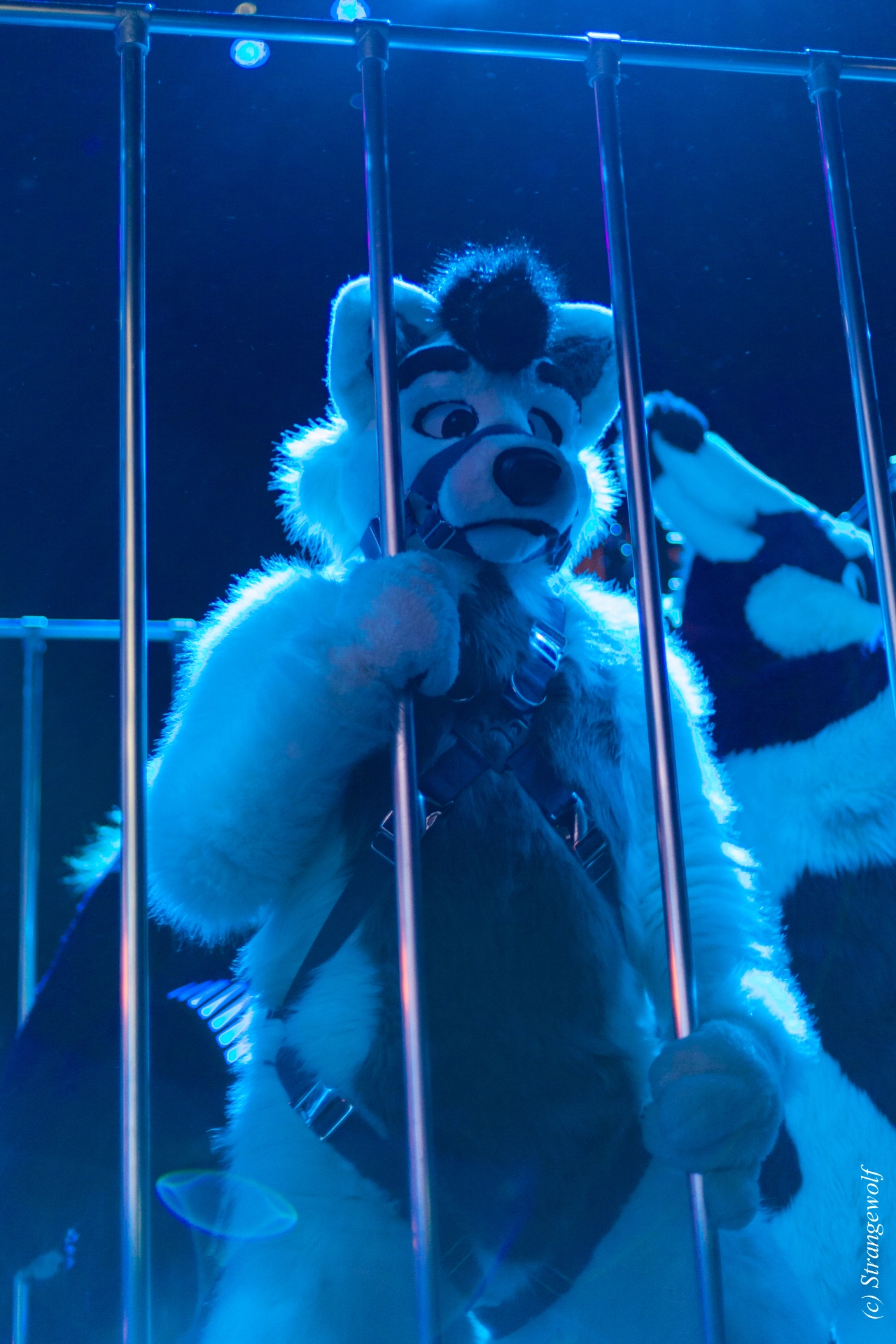 full image IMG_9224-lr19t.jpg