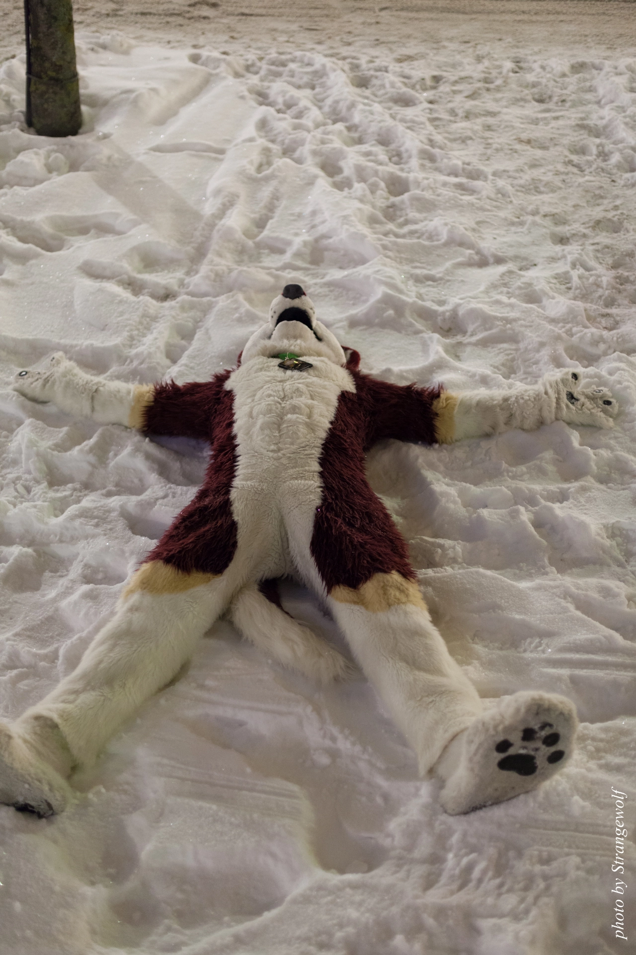 full image IMG_9383-lr19t.jpg