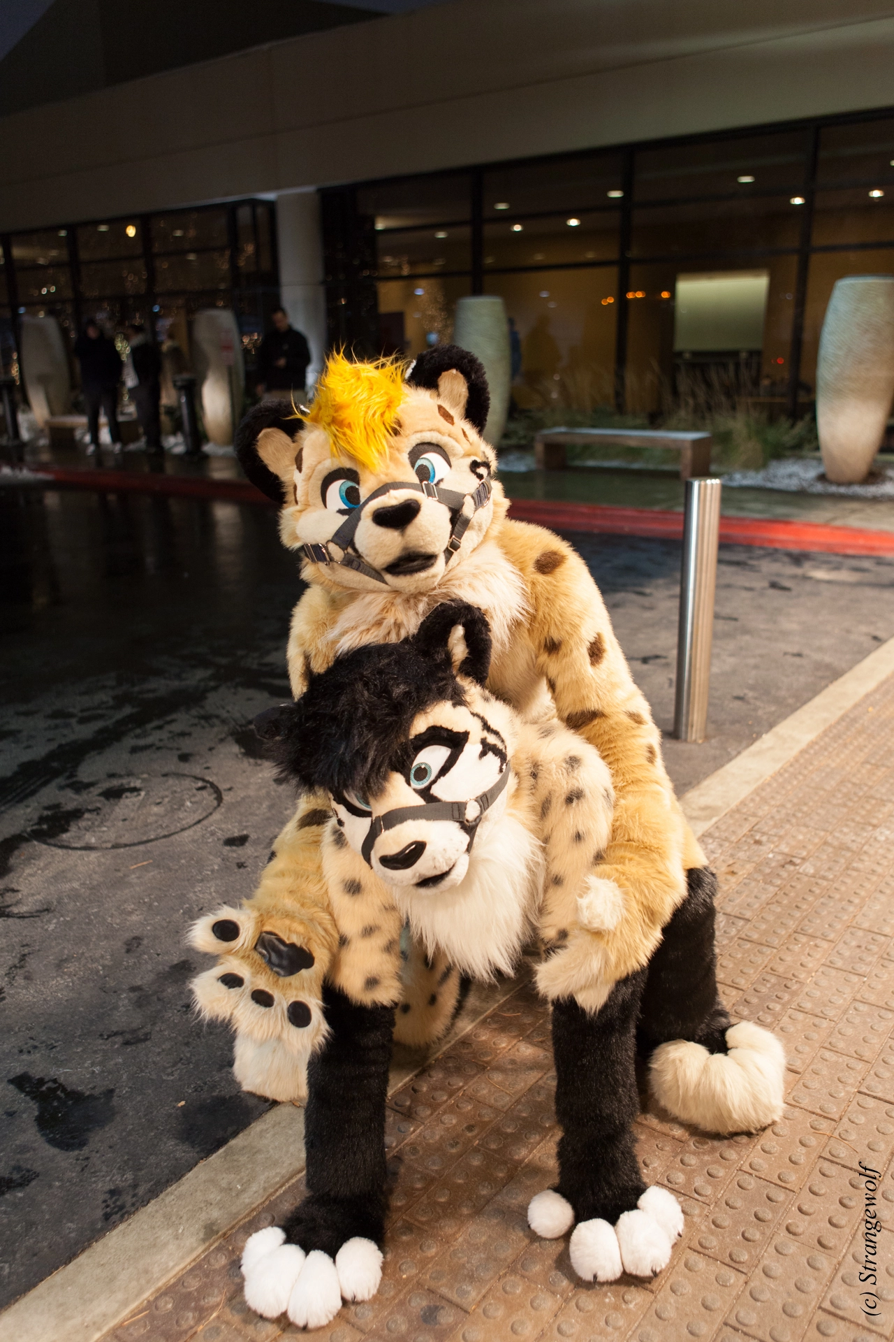 full image IMG_6950-lr19t.jpg