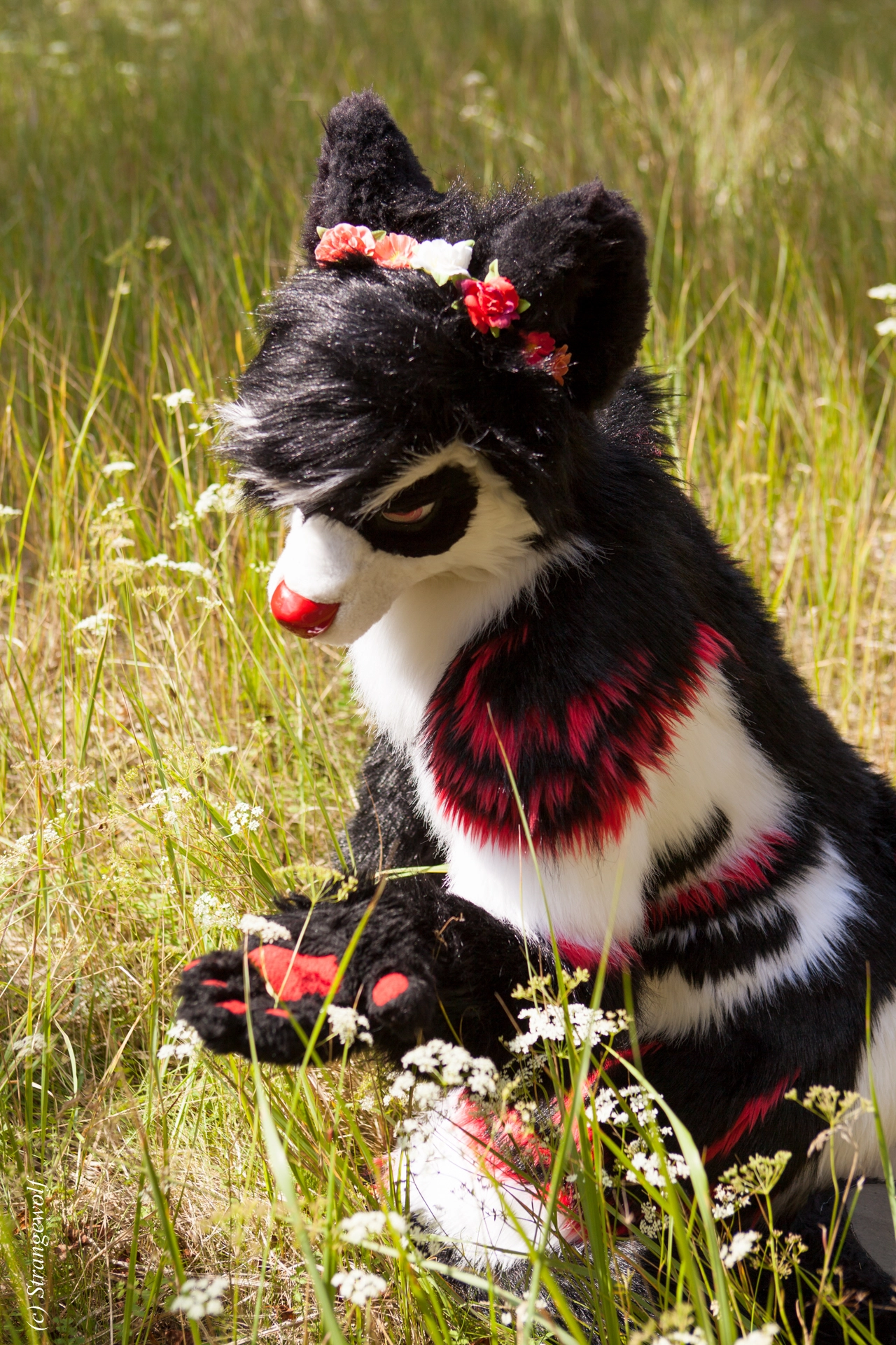 full image IMG_6237-lr19t.jpg