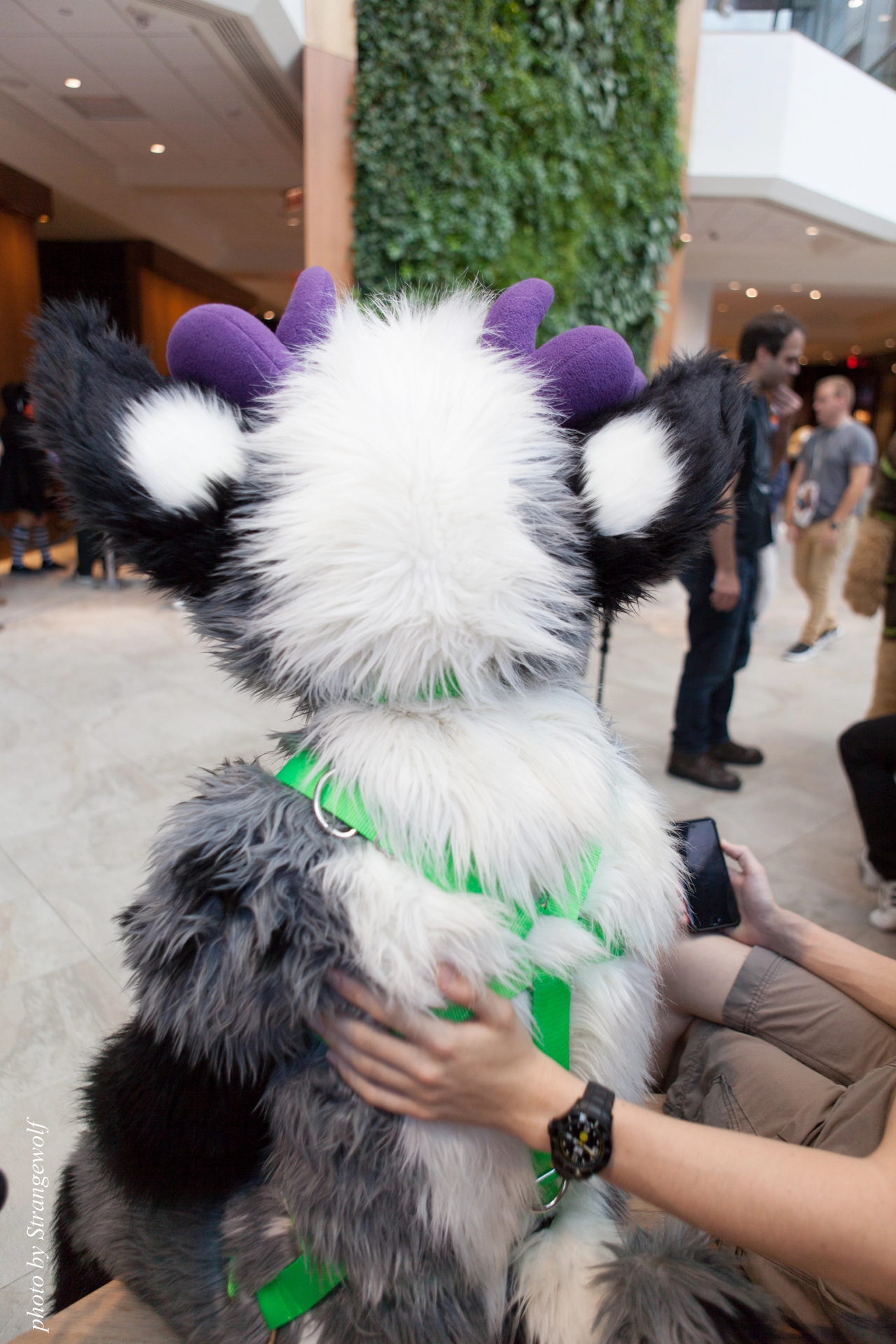 full image IMG_4816-lr19t.jpg