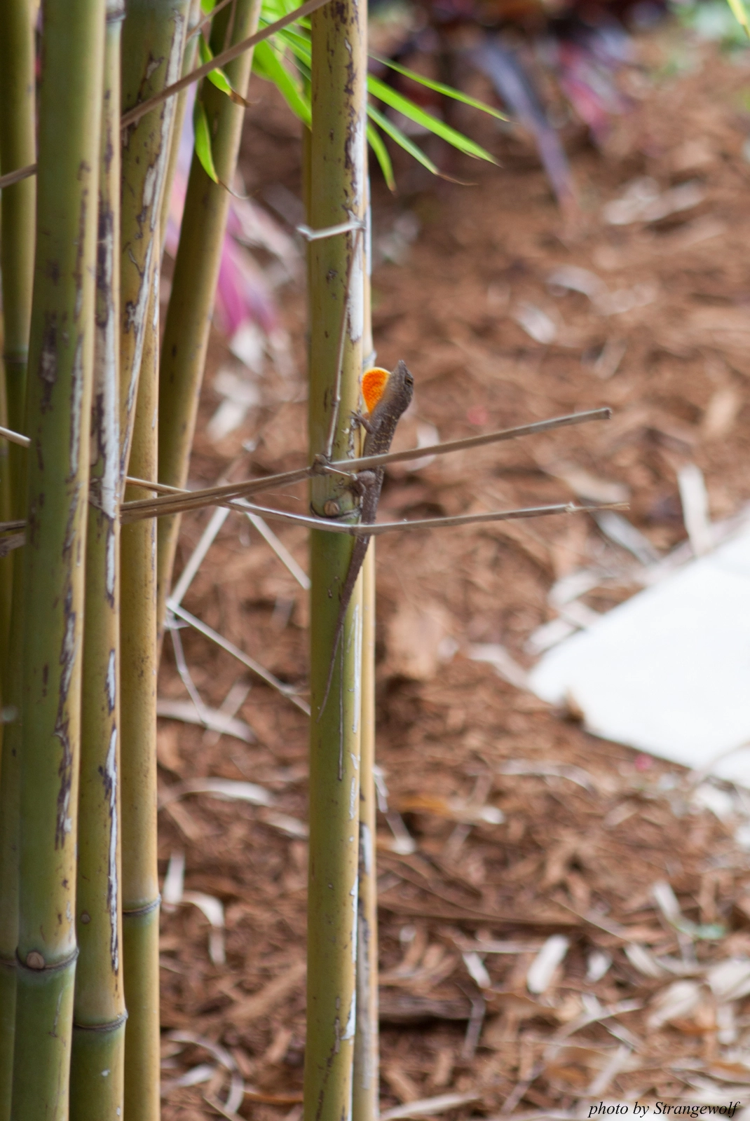 full image IMG_8282-lr16t.jpg