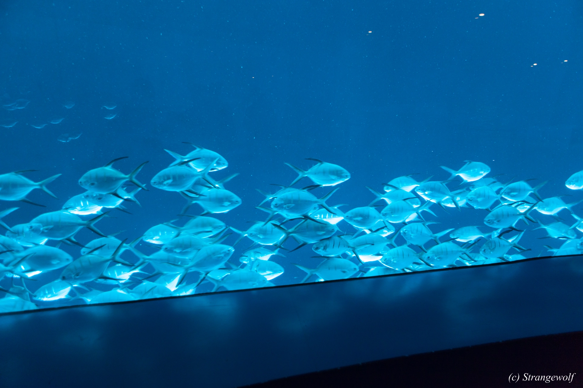 full image IMG_2164-lr19t.jpg