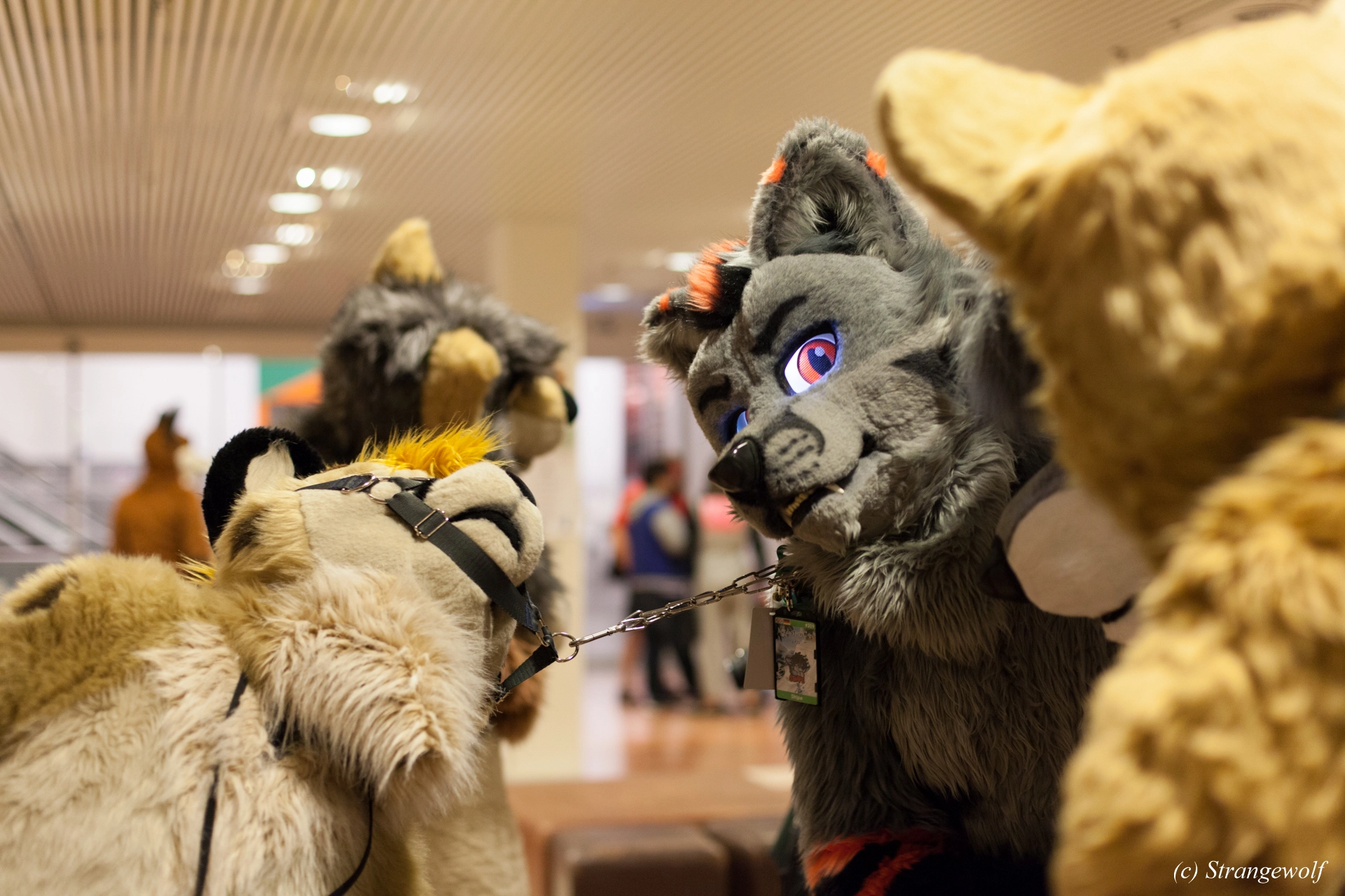 full image IMG_9109-lr19t.jpg