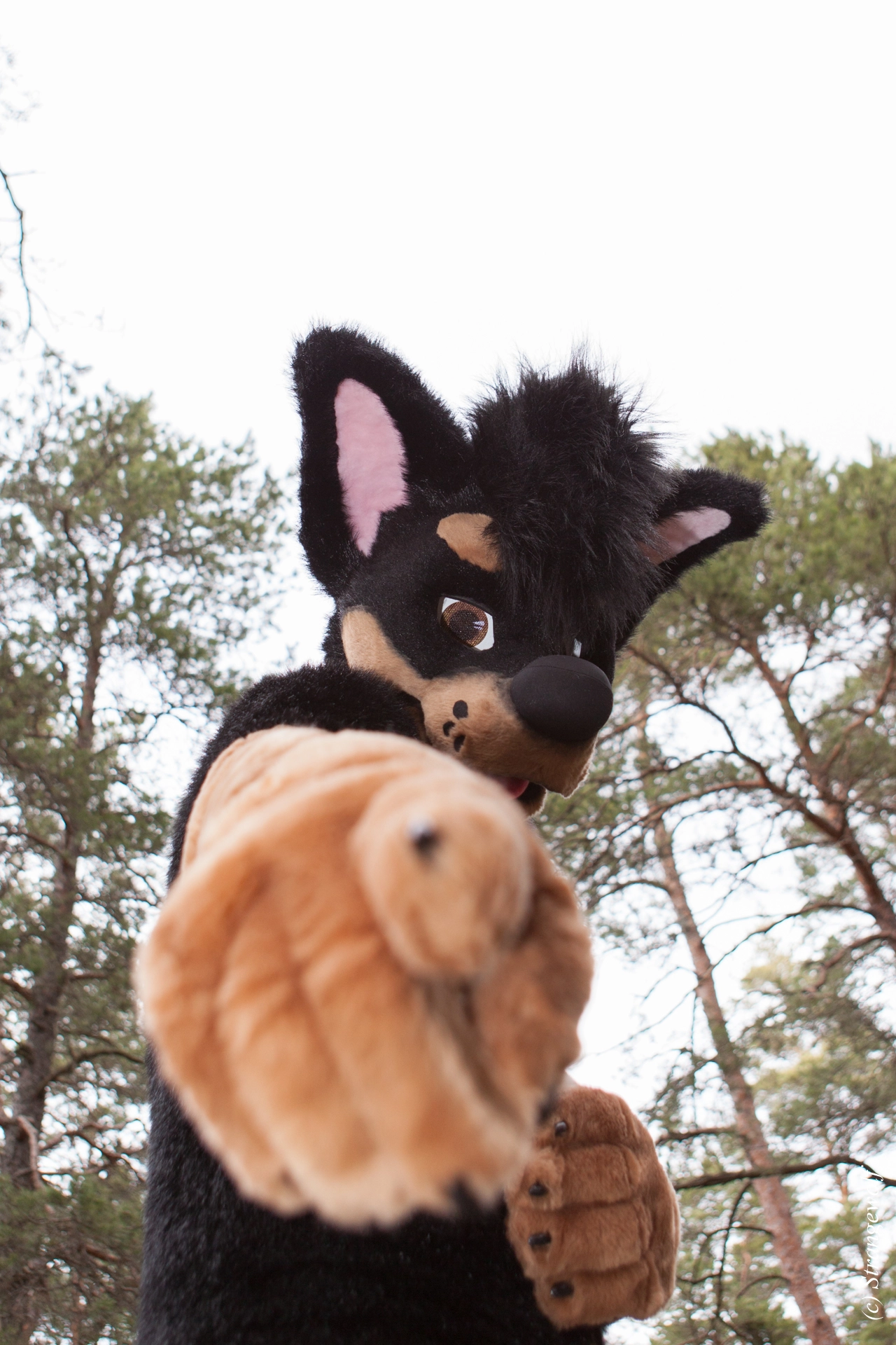 full image IMG_8595-lr19t.jpg