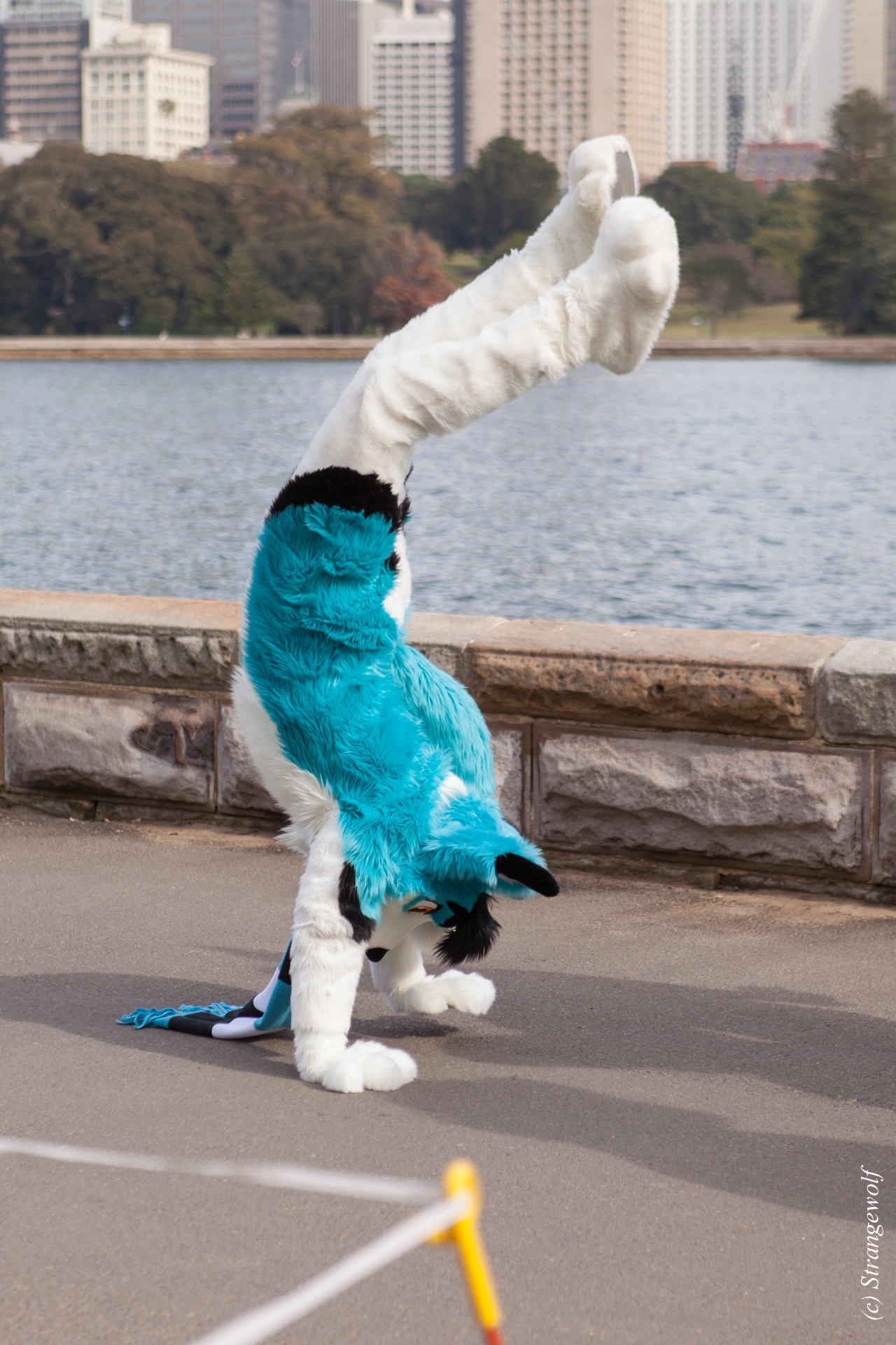 full image IMG_4333-lr19t.jpg