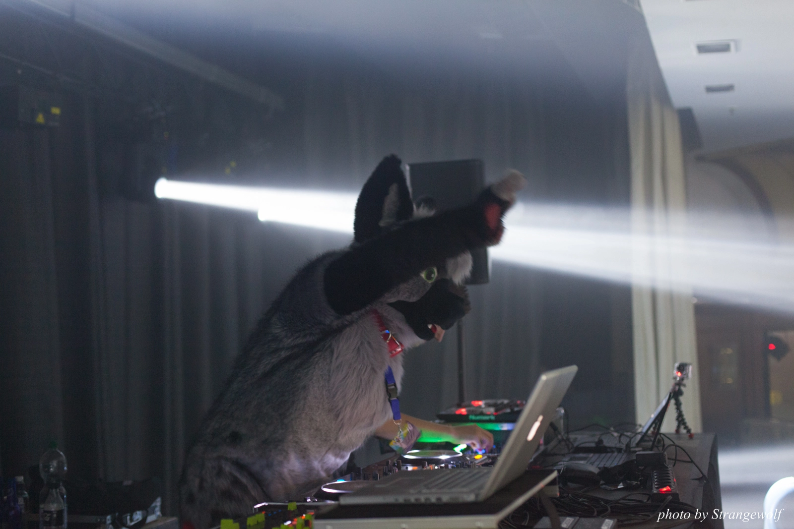 full image IMG_8650-lr16t.jpg