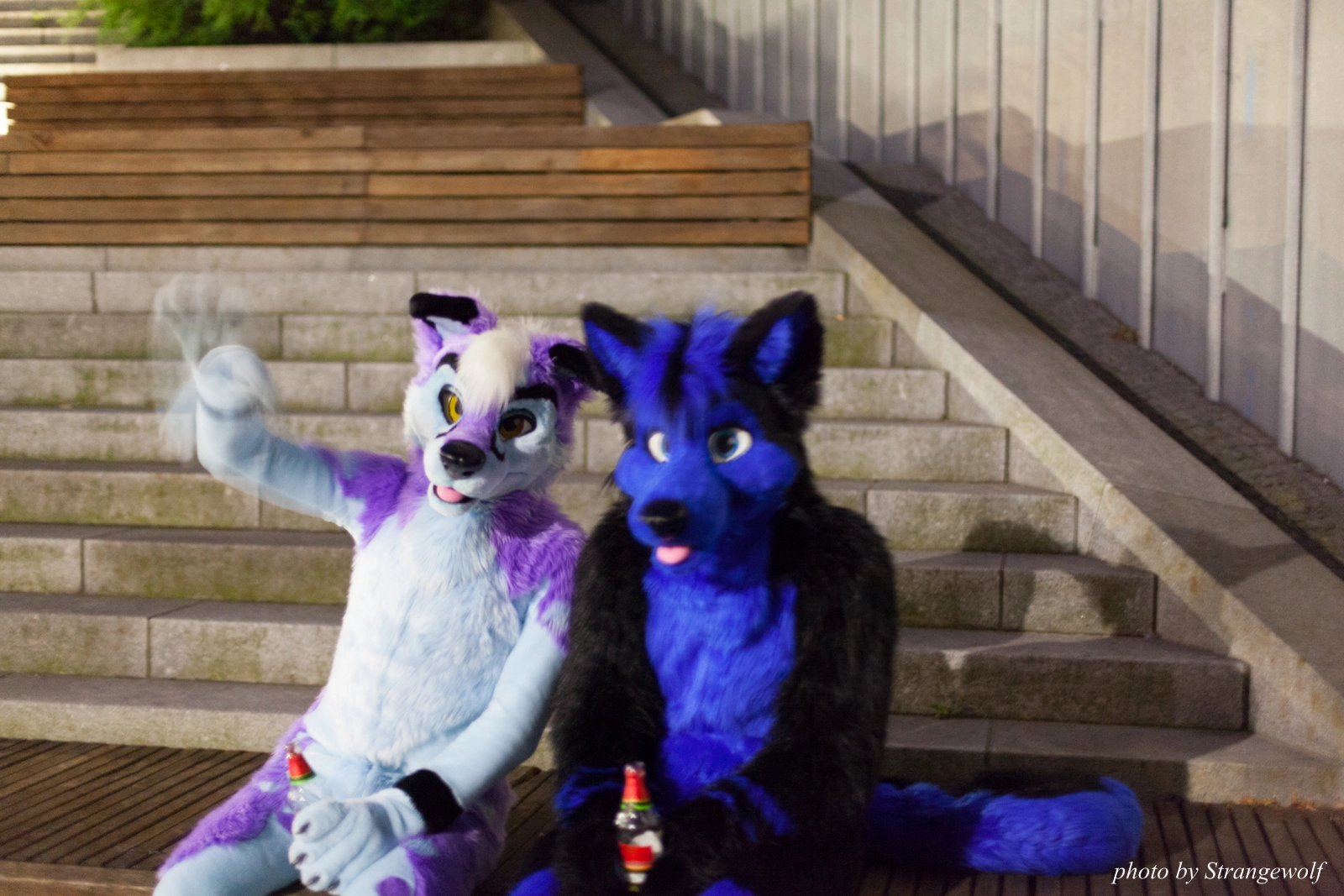 full image IMG_8980-lr16t.jpg